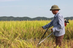 Ảnh chỉ có tính minh họa. (Nguồn: Vietnam+)