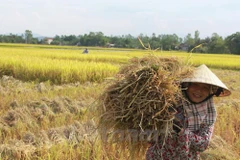 Ảnh chỉ có tính minh họa. (Nguồn: Vietnam+)