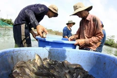 (Ảnh: Duy Khương/TTXVN)