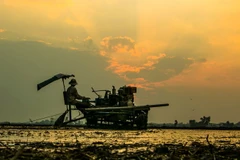 Làm đất xuống giống lúa Hè Thu tại phường 5, thành phố Vị Thanh, tỉnh Hậu Giang. (Ảnh: Duy Khương/TTXVN)