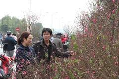 Ảnh minh họa. (Nguồn: Diệp Trương/TTXVN)