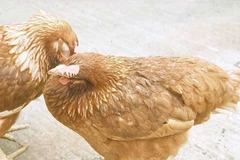 Gà bị nhiễm khuẩn ecoli. (Nguồn: mactech.com.vn)