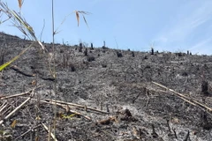 Hàng chục hecta rừng vừa bị tàn phá, đốt trụi. (Ảnh: Hưng Thịnh/TTXVN)