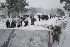  Tuyết rơi dày đăc trên tuyến đường ở Niigata ngày 14/1. (Nguồn: AFP/TTXVN)