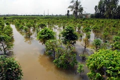 Triều cường làm vỡ một đoạn đê bao sông Sài Gòn, khiến nước nhấn chìm nhiều hécta hoa mai thuộc khu phố 5, phuờng Hiệp Bình Phuớc, quận Thủ Đức. (Ảnh: Mạnh Linh/TTXVN) 