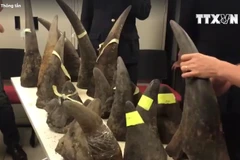 [Video] Thu giữ hơn 100kg sừng tê giác từ Kenya lọt vào Việt Nam