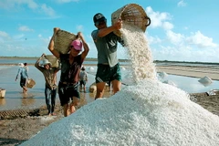 Diêm dân thu hoạch muối. (Ảnh: Huỳnh Sử/TTXVN)