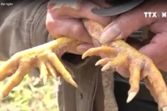 [Video]"Săn" gà chín cựa quý hiếm nơi đại ngàn Phú Thọ 