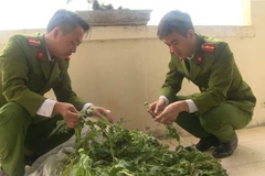 Triệt phá hơn 100 cây thuốc phiện trồng “chui” trong vườn nhà dân 
