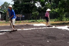 Người dân huyện Bù Đốp phơi tiêu chờ có giá để bán chăm sóc vụ mùa mới. (Ảnh: K GỬIH/TTXVN)