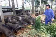 Trang trại nuôi lợn rừng của gia đình chị Trương Kim Hoa, ở huyện Thạch Thất mỗi năm thu lãi hơn 7 tỷ đồng, tạo việc làm cho gần 40 lao động. (Ảnh: Vũ Sinh/TTXVN)