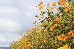 Sắc vàng rực rỡ của hoa dã quỳ thu hút đông đảo khách du lịch. (Ảnh: Phạm Kha/TTXVN)