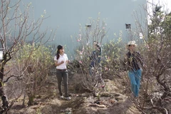 Hoa đào trong vườn nhà anh Tam. (Ảnh: Hồng Điệp/Vietnam)