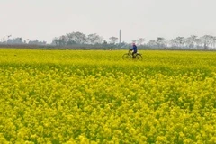[Video] Mê mẩn cánh đồng hoa cải vàng rực rỡ ven sông Hồng