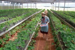 Du khách hái dâu tây công nghệ cao Nhật Bản tại Đà Lạt. (Ảnh: Đặng Tuấn/ TTXVN)