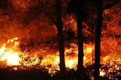 Hiện trường vụ cháy rừng. (Ảnh: TTXVN)