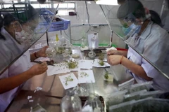 Cấy mô trong phòng nuôi cấy mô vô trùng tại Trung tâm Nghiên cứu ứng dụng Kỹ thuật nông nghiệp Lâm Đồnga. (Ảnh: Vũ Sinh/TTXVN)