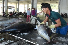 Thu mua cá ngừ đại dương. (Ảnh: Nguyên Lý/TTXVN)