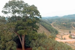 Cây Lim ngàn tuổi có kích cỡ vượt trội hoàn toàn so với các cây khác ở trên đồi. (Ảnh: Tùng Lâm/TTXVN)