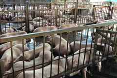 Lợn chờ giết mổ tại cơ sở giết mổ Xuyên Á. (Ảnh: Tuấn Anh/TTXVN)