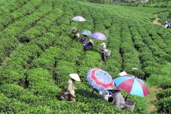 Thu hái chè tại vùng chè Sông Cầu, huyện Đồng Hỷ (Thái Nguyên). (Ảnh: Hoàng Nguyên/TTXVN)