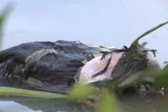 (Nguồn: haugiangtivi.vn)