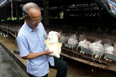 Chăn nuôi thỏ công nghệ cao tại Yên Bái để cung cấp nguyên liệu cho Nhà máy công nghệ sinh học chế dược phẩm từ thỏ tại Quế Võ, Bắc Ninh. (Ảnh: Thế Duyệt/TTXVN)