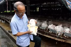 Chăn nuôi thỏ công nghệ cao tại Yên Bái để cung cấp nguyên liệu cho Nhà máy công nghệ sinh học chế dược phẩm từ thỏ tại Quế Võ, Bắc Ninh. (Ảnh: Thế Duyệt/TTXVN)