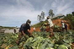 Nông dân thu hoạch bắp cải. (Ảnh: Đặng Tuấn/TTXVN)