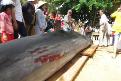 Cá Bà Bằng khổng lồ 400kg lụy tàu, ngư dân trúng đậm luồng cá