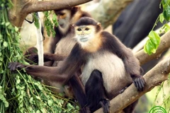 Đồng Nai phát hiện 3 đàn voọc chà vá chân đen trên núi Chứa Chan