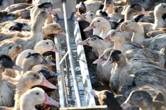 Ảnh minh họa. (Nguồn: AFP)