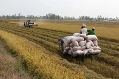 Ảnh minh họa. (Nguồn: Duy Khương/TTXVN)