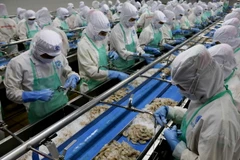 Chế biến tôm xuất khẩu. (Ảnh: Kim Há/TTXVN)