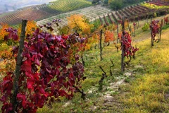 (Nguồn: sedimentality.com)