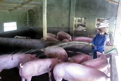 Ảnh minh họa. (Nguồn: TTXVN)