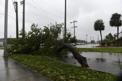  Cây cối bị quật đổ sau bão Irma tại MIami, bang Floria ngày 10/9. (Nguồn: THX/TTXVN)