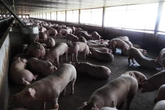 Lợn nuôi tại trang trại ở huyện Dương Minh Châu, Tây Ninh. (Ảnh: Thanh Tân/TTXVN)