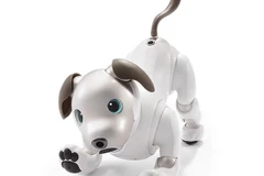 Rotbot cún cưng Aibo rất đáng yêu. (Nguồn: Sony)