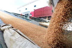 Chế biến và đóng gói lúa mì tại một nhà máy ở Kỳ Đài, khu tự trị Tân Cương, Trung Quốc ngày 25/7. (Nguồn: THX/TTXVN)