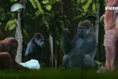 [Videographics] Báo động sự tuyệt chủng của nhiều loài động thực vật