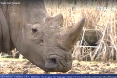 [Video] Tê giác quý hiếm bị bắn chết, cưa sừng ngay trong sở thú