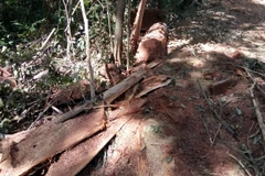 Ảnh minh họa. (Nguồn: TTXVN)