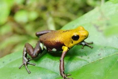 Ảnh chỉ có tính minh họa. (Nguồn: Internet)