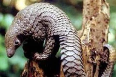 Con tê tê. (Nguồn: Internet)