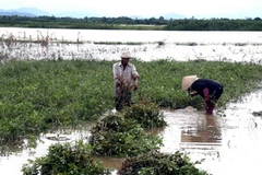 Ảnh chỉ có tính minh họa. (Ảnh: Hồ Cầu/TTXVN)