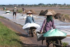 Người dân thu hoạch muối. (Ảnh: Huy Hùng/TTXVN)