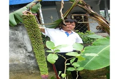 Ông Hoàng Xuân Định với buồng chuối lạ. (Ảnh: Lê Bá Liễu/TTXVN)