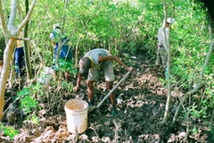 Ảnh chỉ có tính minh họa. (Ảnh: Huỳnh Sử/TTXVN)