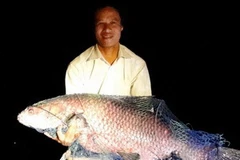 Anh Phạm Văn Quang và con cá trắm đen câu được. (Ảnh: Duẩn Tuấn/TTXVN)